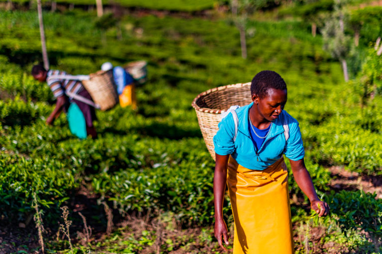 Tea,Estate,Nandi,Hills,,Western,Kenya,Highlands,,May,13,,2018: